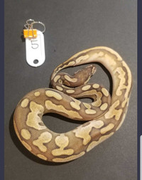 Butter enchi pos Calico- Male ♂️ 