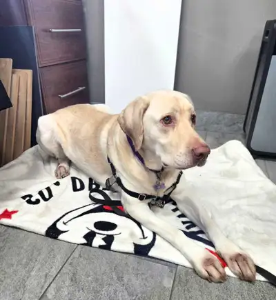 Dog For Rehoming, View more
