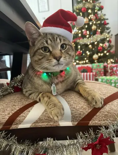 Older Kitten Ready For A Home , View more