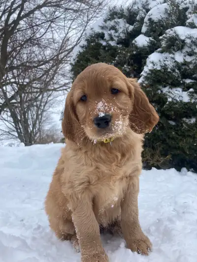 There are 4 female F1 Goldendoodle pups to choose from! They come from a litter of 11! If your ready...