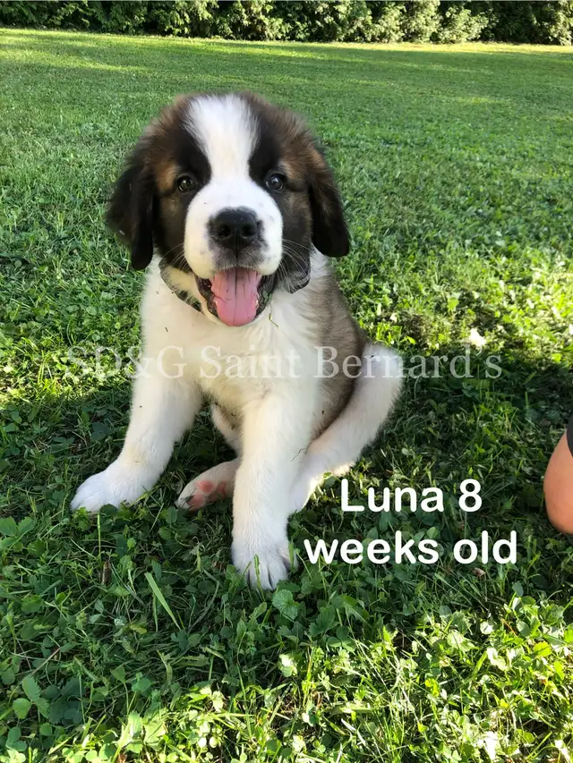 Saint Bernard Puppies: June 2025 litter is expected! in Dogs & Puppies for Rehoming in Ottawa - Image 5