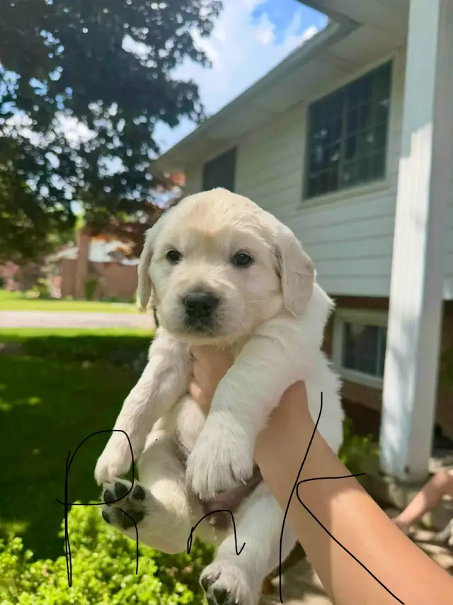 Golden Retreiver- British cream male 7 wk old pup ready now!  in Dogs & Puppies for Rehoming in Windsor Region - Image 7