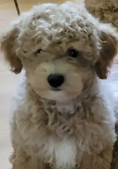 POODLE PUPPIES, View more