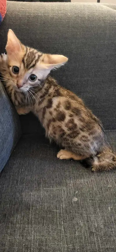 De beau petit chaton bengal pure race vermifuger lesbparents son sur place appeler nous 438 410 4614