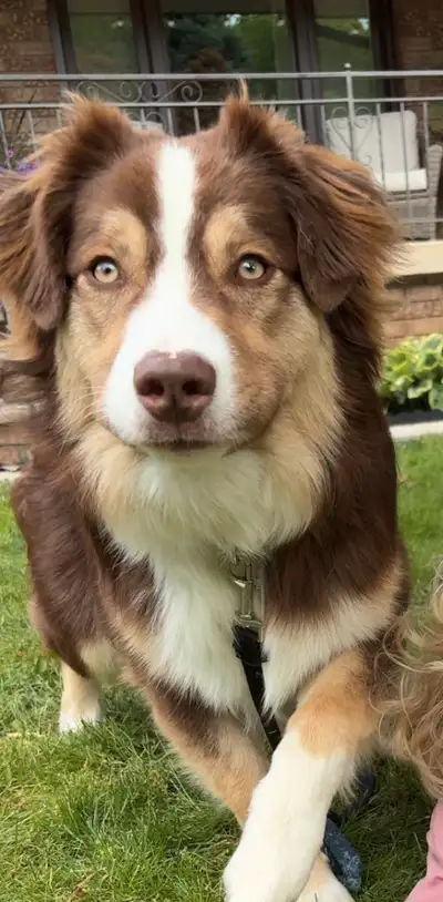 Australian shepherd puppy, View more