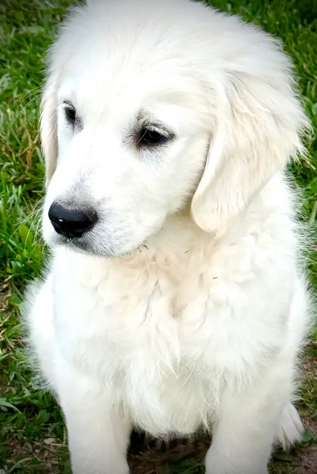 English Cream Golden Retriever Puppies CKC registered in Dogs & Puppies for Rehoming in Oakville / Halton Region - Image 2