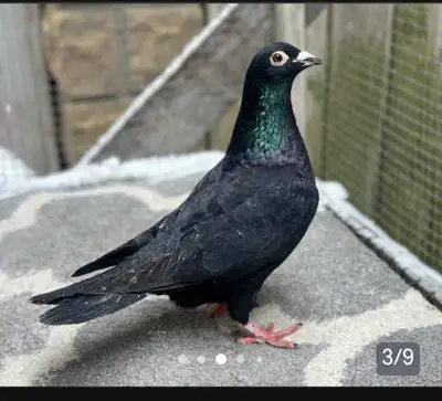 Pigeon for Sale, View more