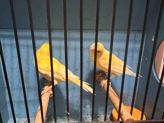 Pair Yellow canaries for sale in Birds for Rehoming in City of Toronto - Image 4