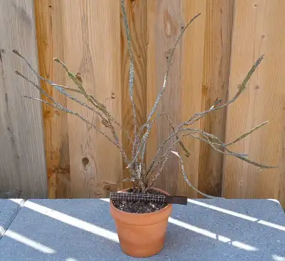 Rare Dead Stick Plant (Euphorbia platyclada) $10, View more