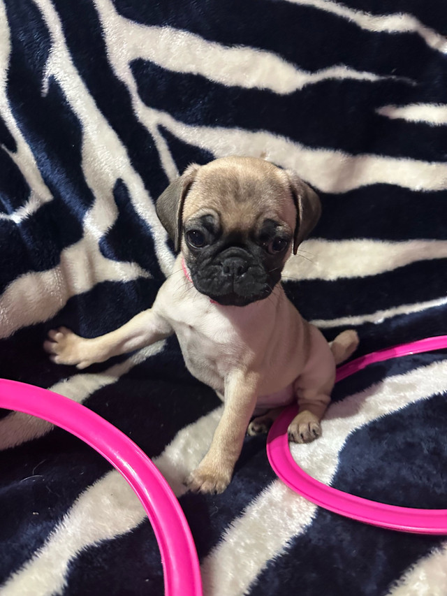 Bébés Pug Carlin prêt à quitter avec leur nouvelle famille!!! dans Chiens et chiots à adopter  à Longueuil/Rive Sud