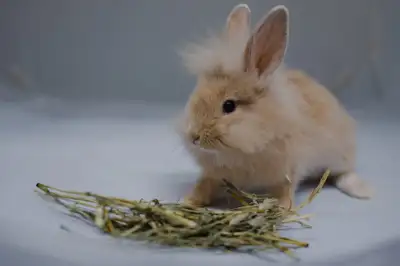 Adorable 8 week old bunnies, View more