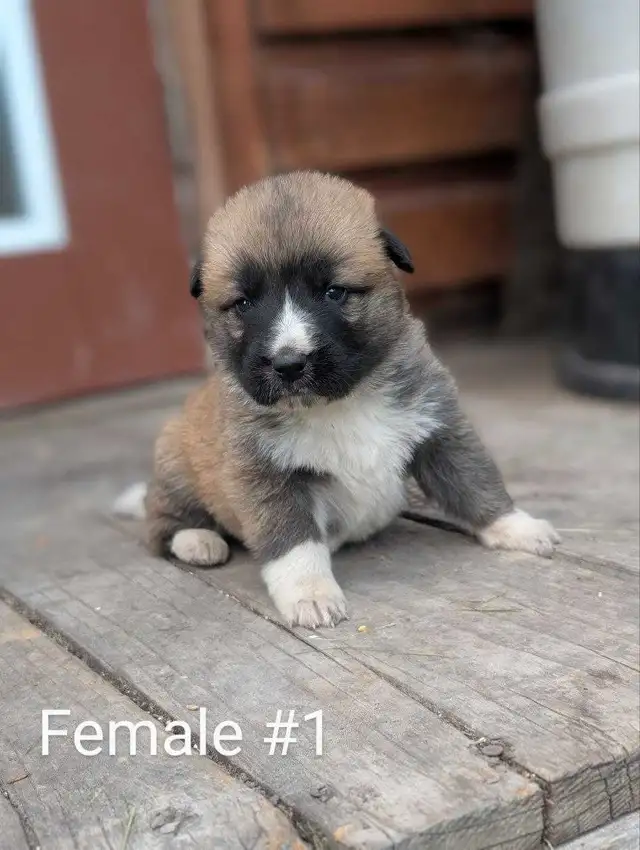 Mini Australian in Dogs & Puppies for Rehoming in Winnipeg - Image 6