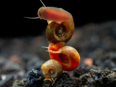 Ramshorn/bladder snails, View more