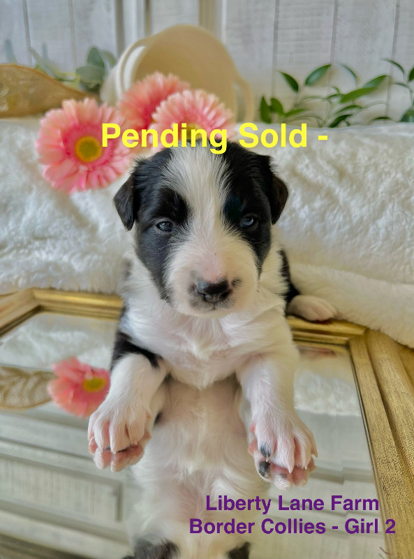 Border Collie puppies registered CBCA available June 10 2024 in Dogs & Puppies for Rehoming in Ottawa - Image 4