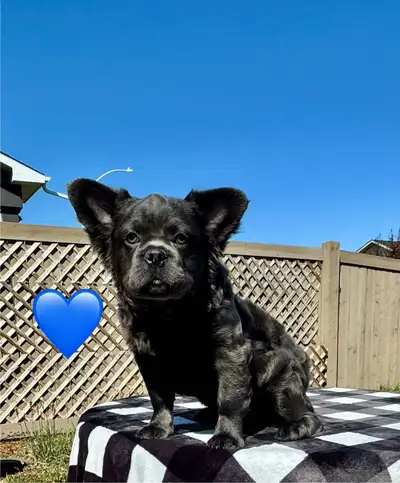 fluffy French bulldog, View more