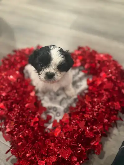 Shih-Poo Puppie Available, View more