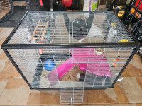 Cage et 3 rates à vendre 