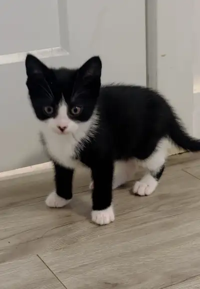Small Tuxedo ready for adoption/ tuxedo à adopter, View more