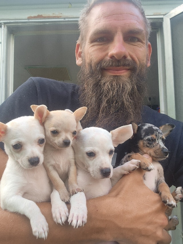 Only 2 Purebred Chihuahuas left. You will Fall In Love With Dogs