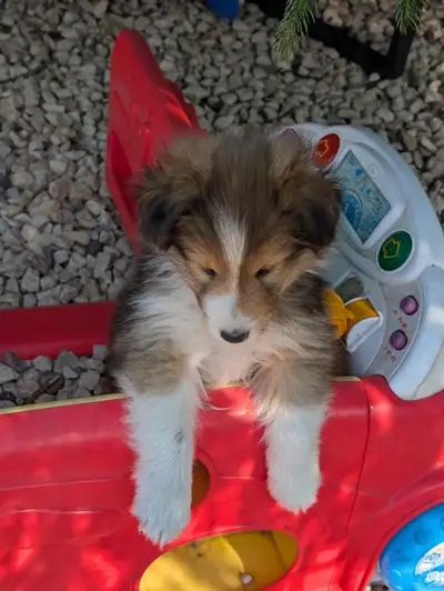 Sheltie puppies available now., View more