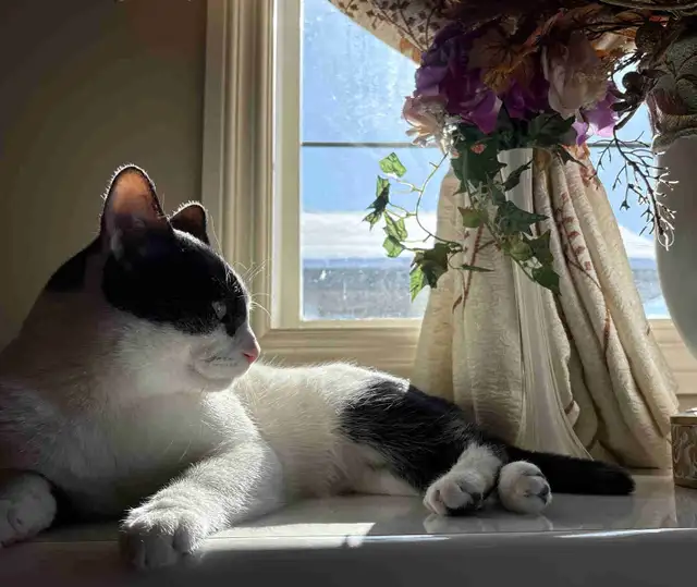 Looking to rehome our cat