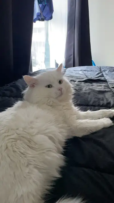 Very calm cat Please contact for more information. Needs a new home since I am moving out