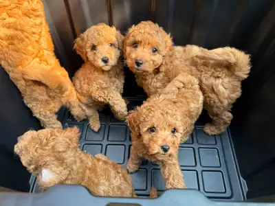Toy cockapoos available for their forever homes! Born April 7th, these puppies are ready to go! We h...