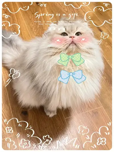 British Longhair Adult Male Cat Looking for Loving Forever Home, View more