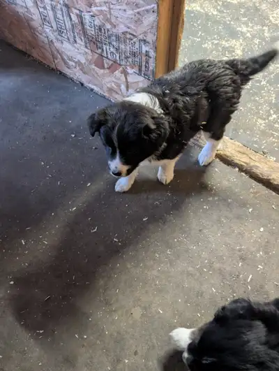 ***Serious inquiries only*** 2 female Border Collie x puppies 1 black and white 1 black/white/brown...