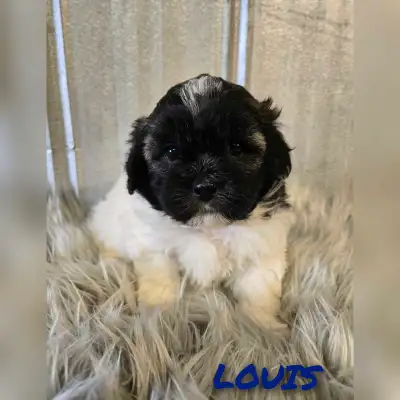 We are proud to announce our newest litter of shihpoo puppies. Born May. 3 2025 litter include: 2 bo...