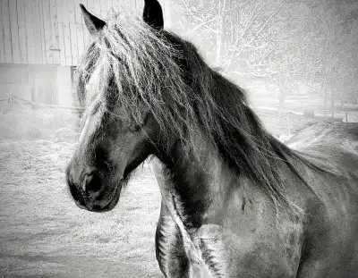 Team of Canadian Horses, View more