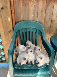 Regdoll kittens for sale