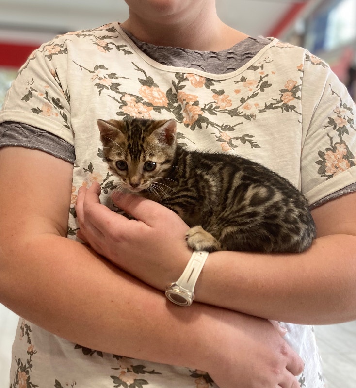Wonderful little Bengal, ready to go home in one week! Cats & Kittens