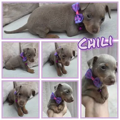 SALE! Miniature pinschers ready to go july 19th!, View more