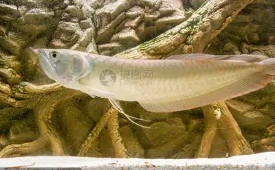 silver arowana for sale at TT Pets, View more