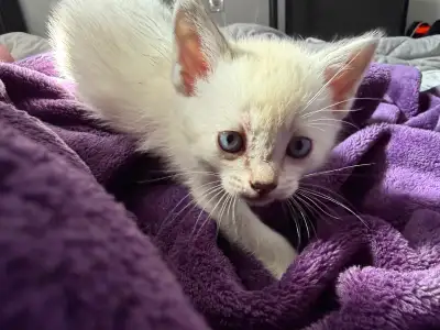 Siamese kitten, View more