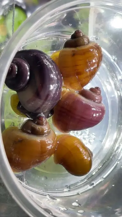Mystery Snails, View more