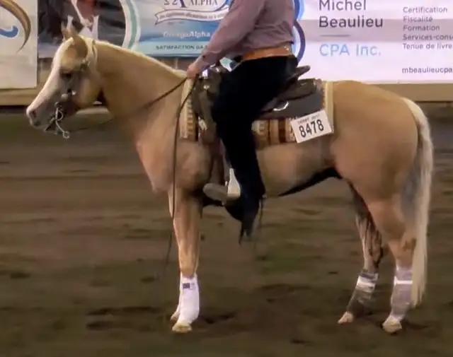 12yr old registered Quarter Horse Palomino Reining gelding in Horses & Ponies for Rehoming in London - Image 4