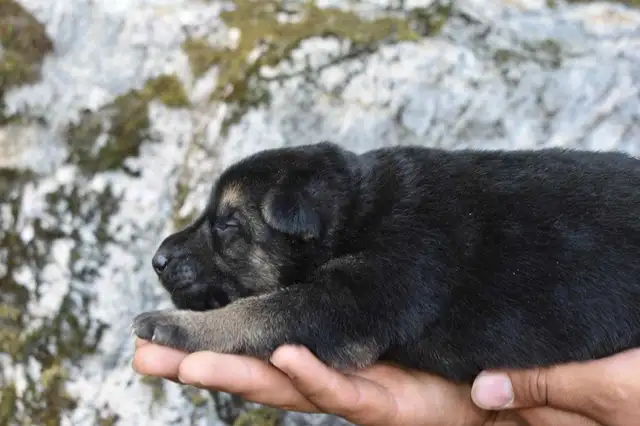 German Shepherd Puppies in Dogs & Puppies for Rehoming in Oakville / Halton Region - Image 8