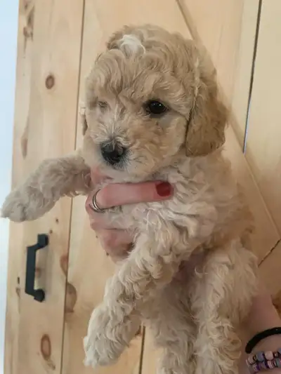 Miniature poodles, View more