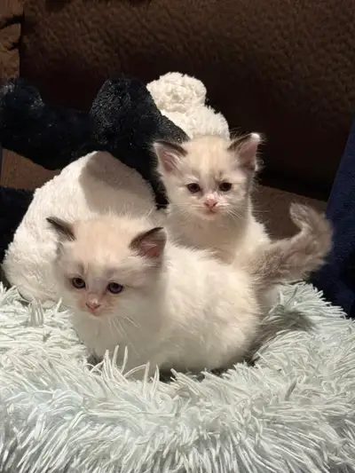 ***ADORABLE RAGDOLL Kittens***, View more