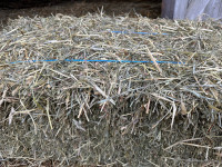 Horse hay first cut premiim