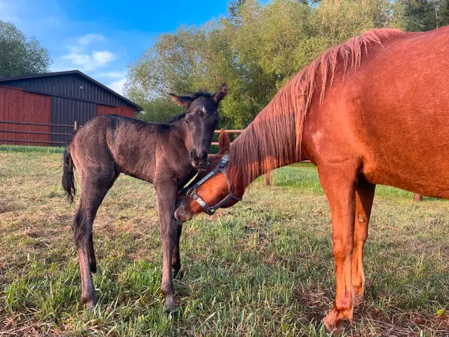 Companion horse / broodmare in Horses & Ponies for Rehoming in Edmonton - Image 4