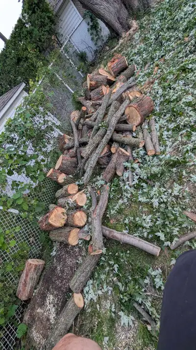 Free wood, bois a donner, View more