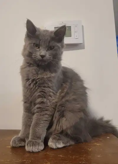 Rare Chatonne Maine Coon x Ragdoll – Gris Smoke – 13 semaines, View more