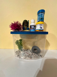 Beta Fish Tank