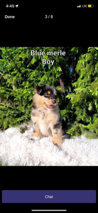 Australian shepherd/blue heeler male puppy SOLD***