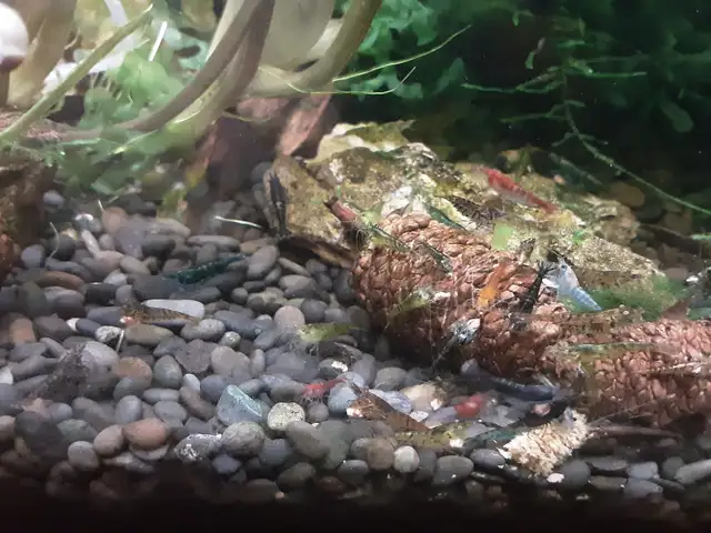Neocaridina shrimp in Fish for Rehoming in Brantford - Image 2