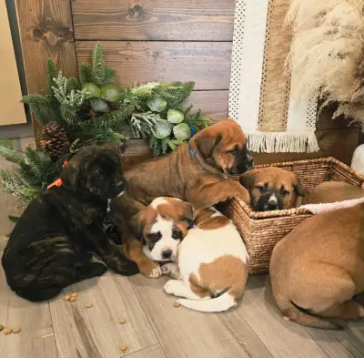 puppies for sale, View more