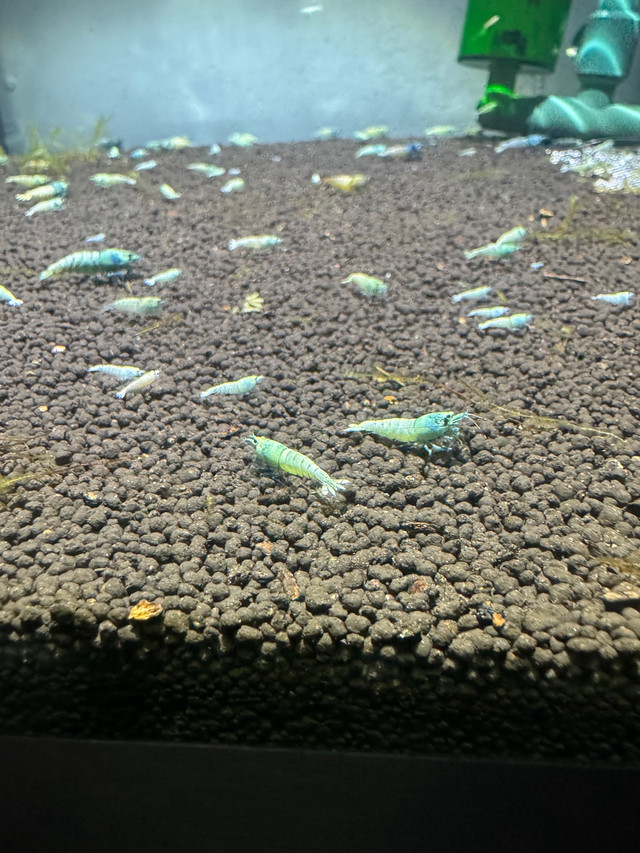 Blue bolt shrimp in Fish for Rehoming in Oshawa / Durham Region - Image 3
